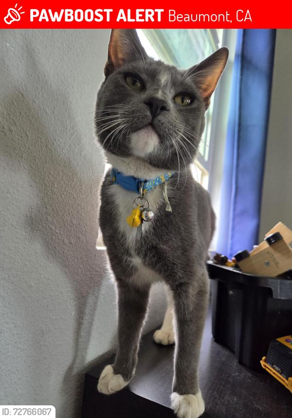 Lost Male Cat last seen Michigan and 13th , Beaumont, CA 92223