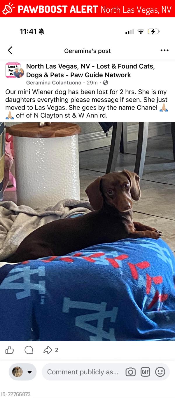 Lost Female Dog last seen Clayton and armadale, North Las Vegas, NV 89031