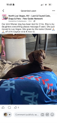 Lost Female Dog last seen Clayton and armadale, North Las Vegas, NV 89031