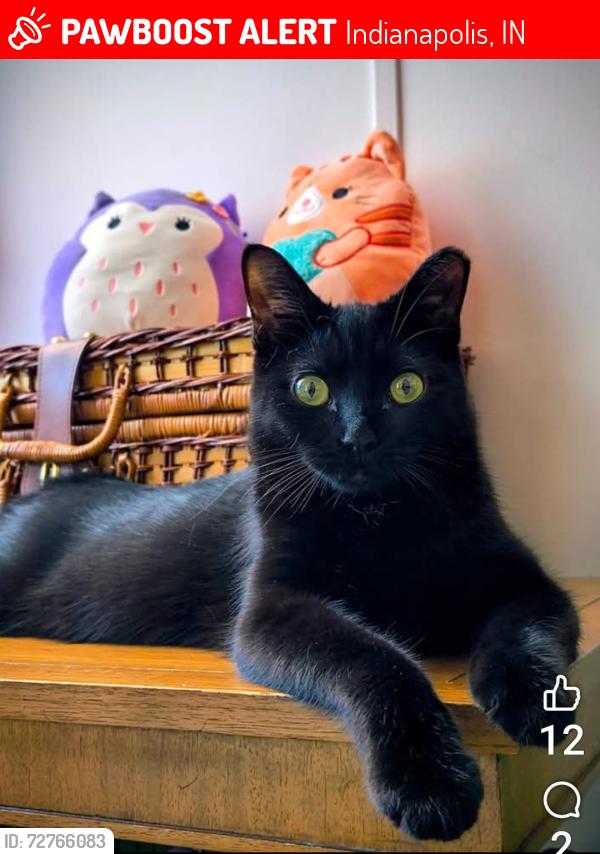 Lost Male Cat last seen Little Piney Drive near State and Hanna, University Heights, Indianapolis, Indiana , Indianapolis, IN 46227