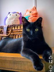 Lost Male Cat last seen Little Piney Drive near State and Hanna, University Heights, Indianapolis, Indiana , Indianapolis, IN 46227