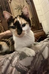 Found/Stray Female Cat last seen Irolo st & 8th st , Los Angeles, CA 90006