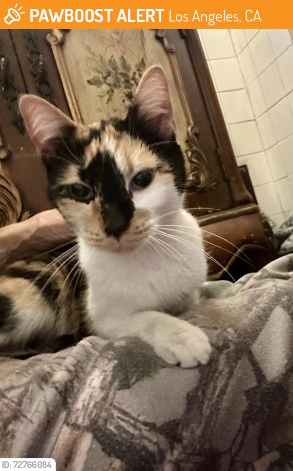 Found/Stray Female Cat last seen Irolo st & 8th st , Los Angeles, CA 90006