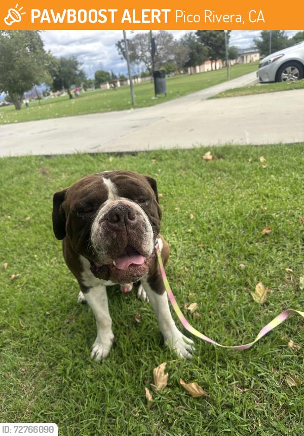 Found/Stray Male Dog last seen Pico Market, Pico Rivera, CA 90660