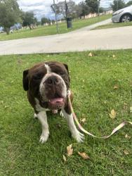 Found/Stray Male Dog last seen Pico Market, Pico Rivera, CA 90660