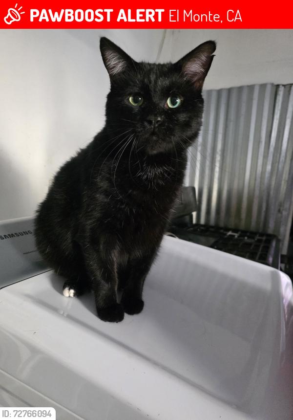 Lost Male Cat last seen Schmidt rd, El Monte, CA 91732