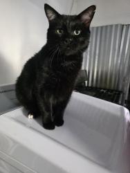 Lost Male Cat last seen Schmidt rd, El Monte, CA 91732