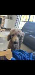 Lost Female Dog last seen Habana and Heiter also Douglas St 33607, Tampa, FL 33607