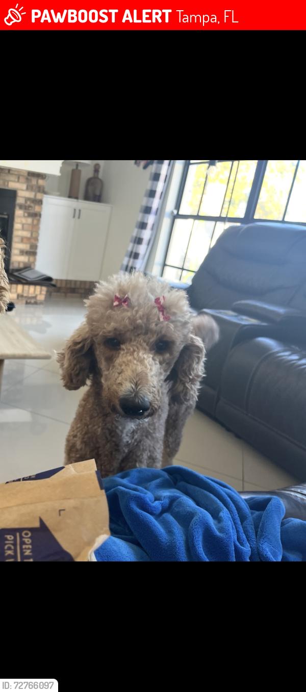 Lost Female Dog last seen Habana and Heiter also Douglas St 33607, Tampa, FL 33607