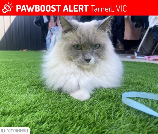 Lost Female Cat last seen Medallion Boulevard, Tarneit, VIC 3029