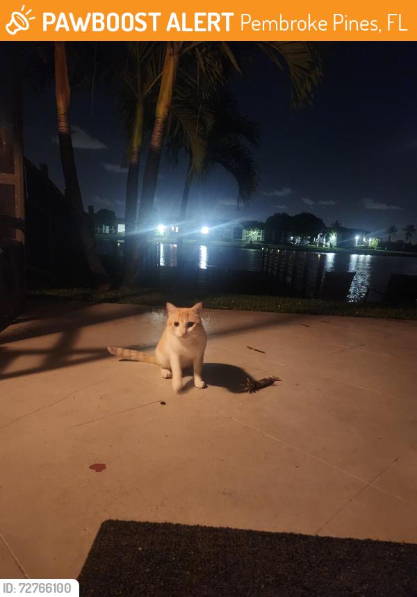 Found/Stray Unknown Cat last seen Woodbridge Subdivision- SW 110th and SW 109th , Pembroke Pines, FL 33025