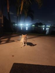 Found/Stray Unknown Cat last seen Woodbridge Subdivision- SW 110th and SW 109th , Pembroke Pines, FL 33025