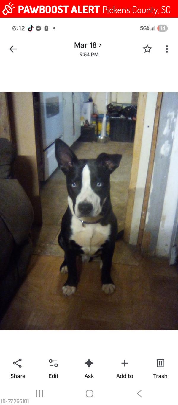 Lost Male Dog last seen Diane drive , Pickens County, SC 29640