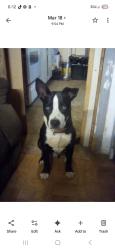 Lost Male Dog last seen Diane drive , Pickens County, SC 29640