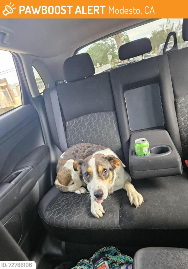Found/Stray Male Dog last seen Toya ct modesto ca, Modesto, CA 95351