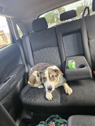 Found/Stray Male Dog last seen Toya ct modesto ca, Modesto, CA 95351