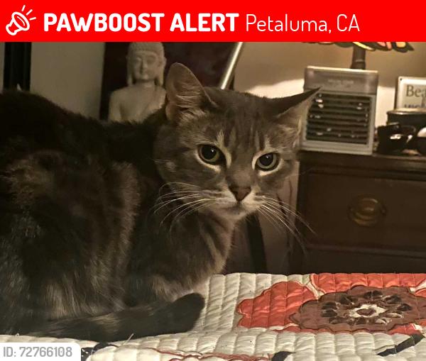 Lost Female Cat last seen South Mcdowell, Petaluma, CA 94954