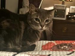 Lost Female Cat last seen South Mcdowell, Petaluma, CA 94954