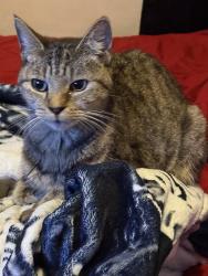 Lost Female Cat last seen Simmons ave and Whittier Blvd, East Los Angeles, CA 90022