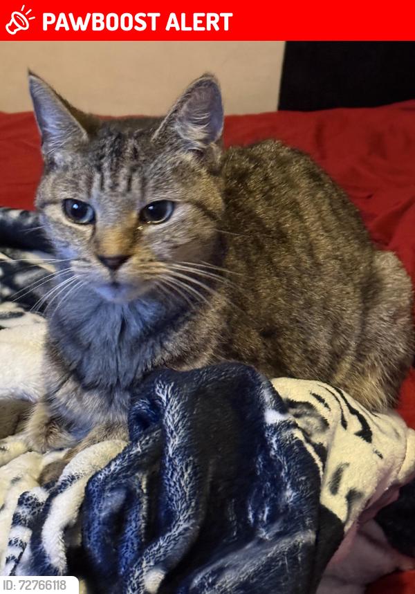 Lost Female Cat last seen Simmons ave and Whittier Blvd, East Los Angeles, CA 90022