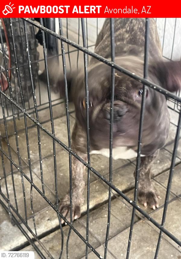 Lost Male Dog last seen Lowerbuckye and 51st, Avondale, AZ 85323