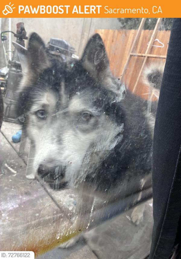 Found/Stray Male Dog last seen Auburn blv , Sacramento, CA 95821