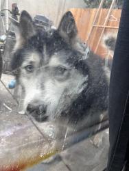 Found/Stray Male Dog last seen Auburn blv , Sacramento, CA 95821