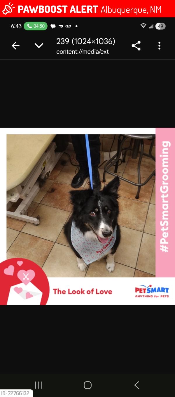 Lost Female Dog last seen Sunset blvd and central, Albuquerque, NM 87105