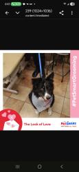 Lost Female Dog last seen Sunset blvd and central, Albuquerque, NM 87105