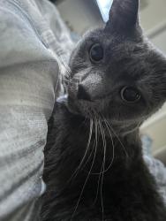 Lost Male Cat last seen Lafayette Blvd, Norfolk, VA 23513