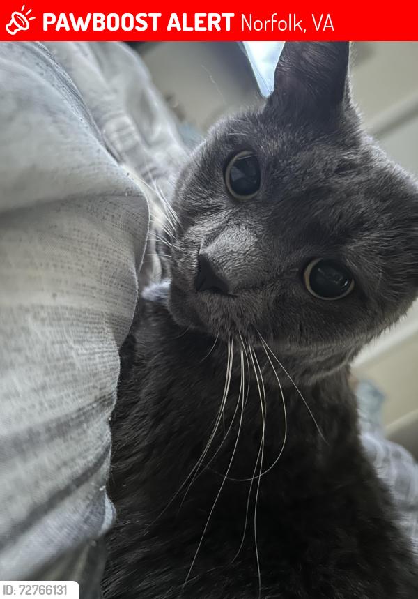 Lost Male Cat last seen Lafayette Blvd, Norfolk, VA 23513