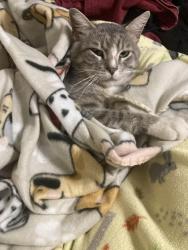 Lost Male Cat last seen Near Westerland Dr 125 Houston TX 77063 United States, Houston, TX 77063