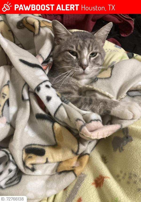 Lost Male Cat last seen Near Westerland Dr 125 Houston TX 77063 United States, Houston, TX 77063