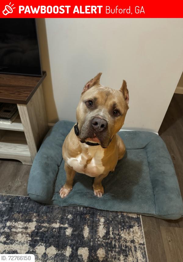 Lost Male Dog last seen Sugar Hill Church, Buford, GA 30518