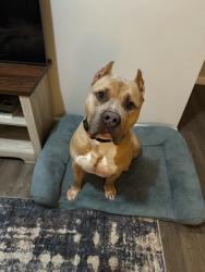Lost Male Dog last seen Sugar Hill Church, Buford, GA 30518