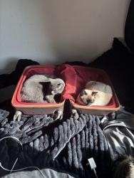 Lost Male Cat last seen sherman, Coeur d'Alene, ID 83814