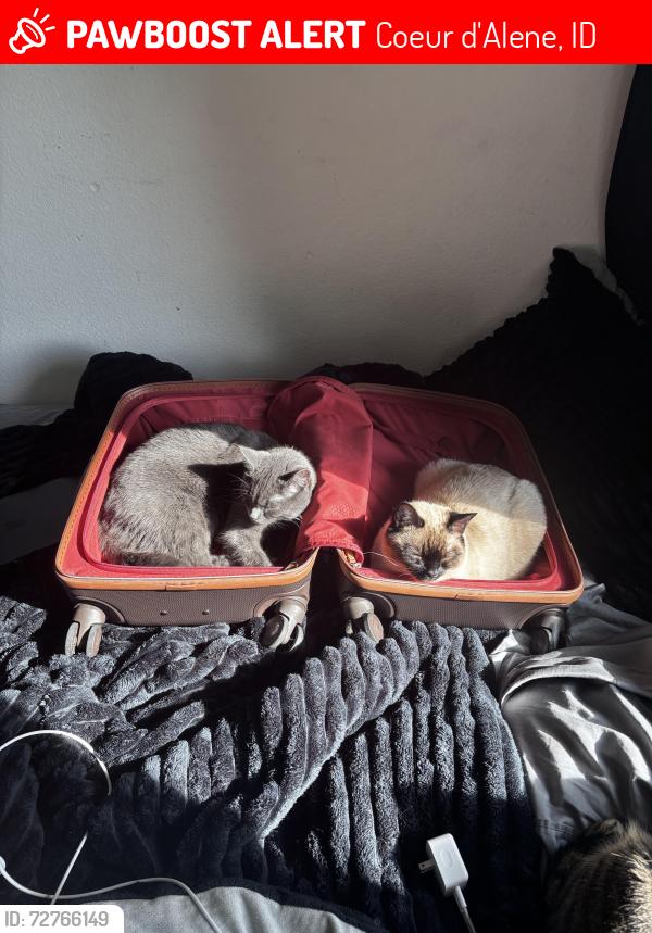Lost Male Cat last seen sherman, Coeur d'Alene, ID 83814