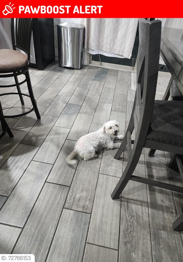 Lost Female Dog last seen W Whyman Ave, 85353, Tolleson, Maricopa County, AZ 85353