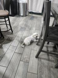 Lost Female Dog last seen W Whyman Ave, 85353, Tolleson, Maricopa County, AZ 85353