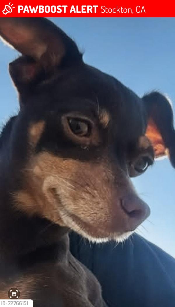 Lost Female Dog last seen Hammer lane , Stockton, CA 95210