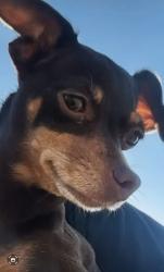 Lost Female Dog last seen Hammer lane , Stockton, CA 95210