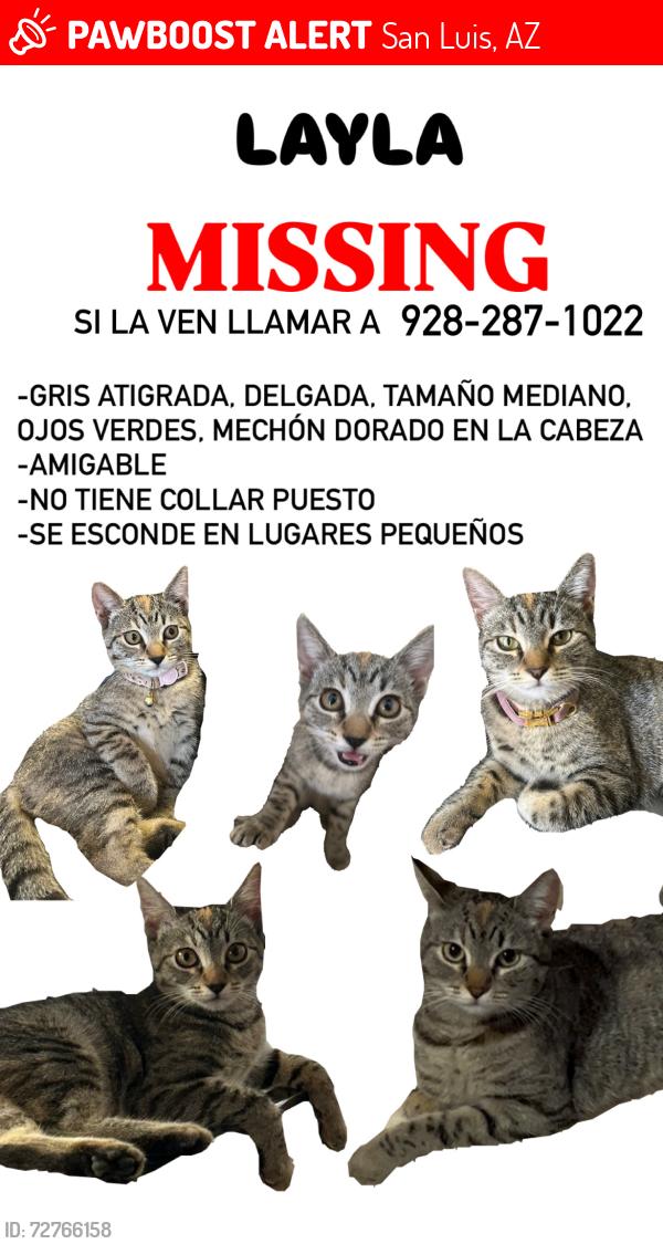 Lost Female Cat last seen Cesar Chávez elementary , San Luis, AZ 85349