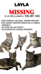 Lost Female Cat last seen Cesar Chávez elementary , San Luis, AZ 85349