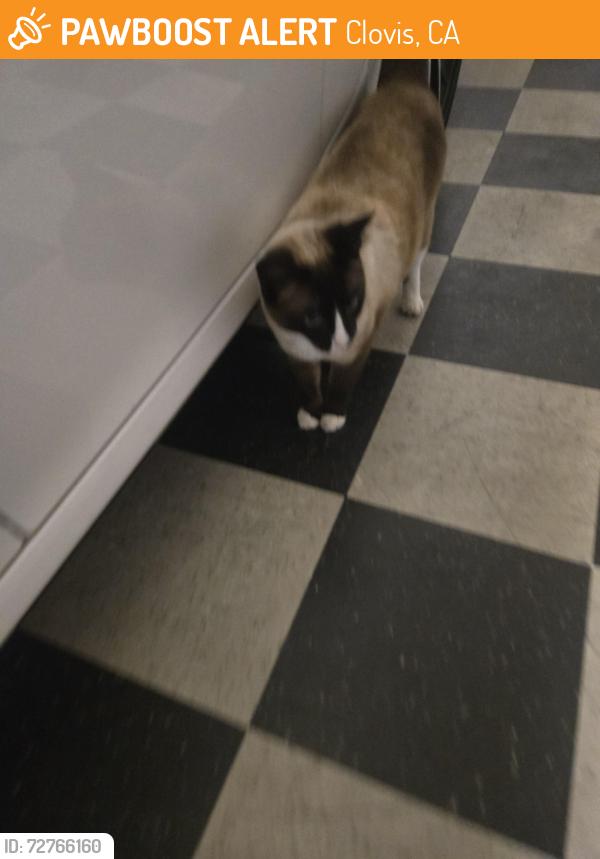 Found/Stray Unknown Cat last seen Shepherd and fowler , Clovis, CA 93612