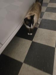 Found/Stray Unknown Cat last seen Shepherd and fowler , Clovis, CA 93612