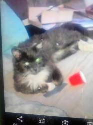 Lost Male Cat last seen Bird sanctuary se 100th, Portland, OR 97266
