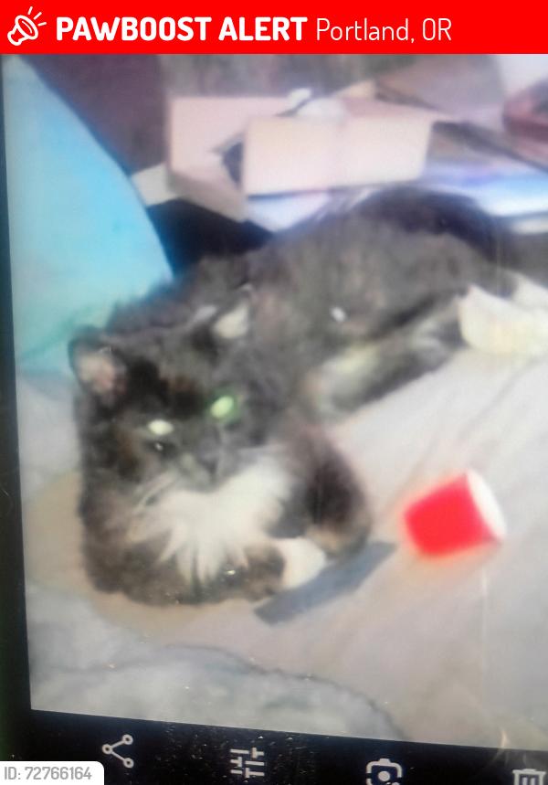 Lost Male Cat last seen Bird sanctuary se 100th, Portland, OR 97266
