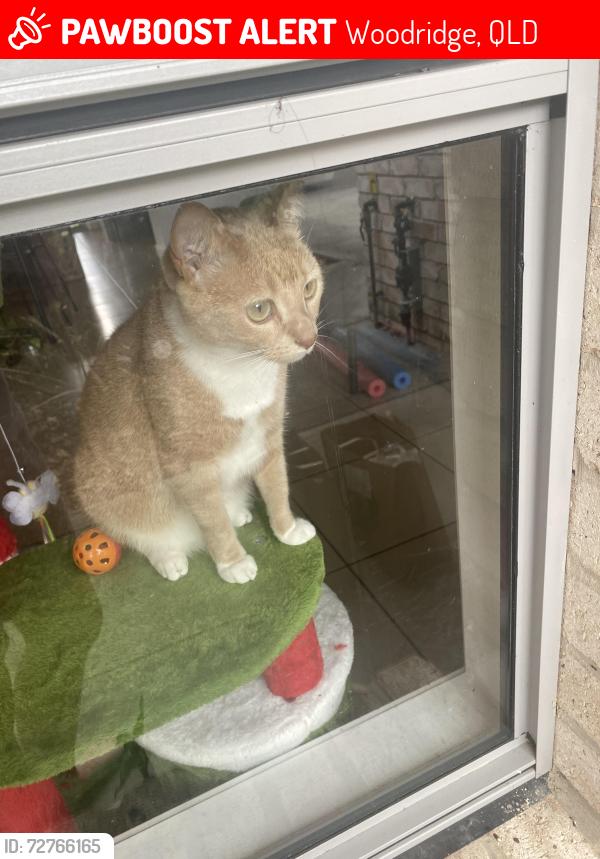 Lost Female Cat last seen Defiance Rd/Croydon Rd/North Rd WOODRIDGE , Woodridge, QLD 4114