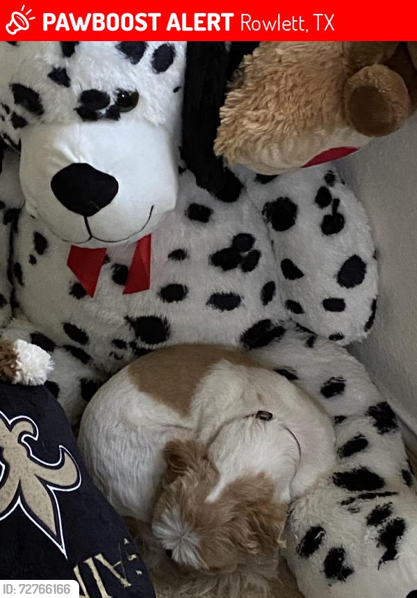 Lost Female Dog last seen Liberty Grove and Dalrock, Rowlett, TX 75089