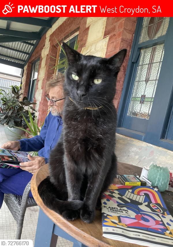 Lost Male Cat last seen Slug and lettuce hotel, Salisbury, SA 5108